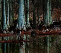 MitchellEhrlich_Trees in Swamp2_MLE2402