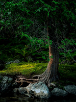MitchellEhrlich_Tree on Ausable River No2_DSC0495