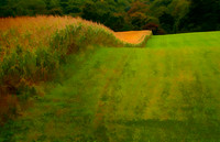 MitchellEhrlich_Fall Corn Field_MLE2387