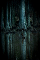 MitchellEhrlich_Trees in Swamp3_MLE2421