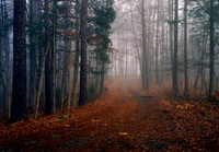 MitchellEhrlich_Hollow Oaks 3_1